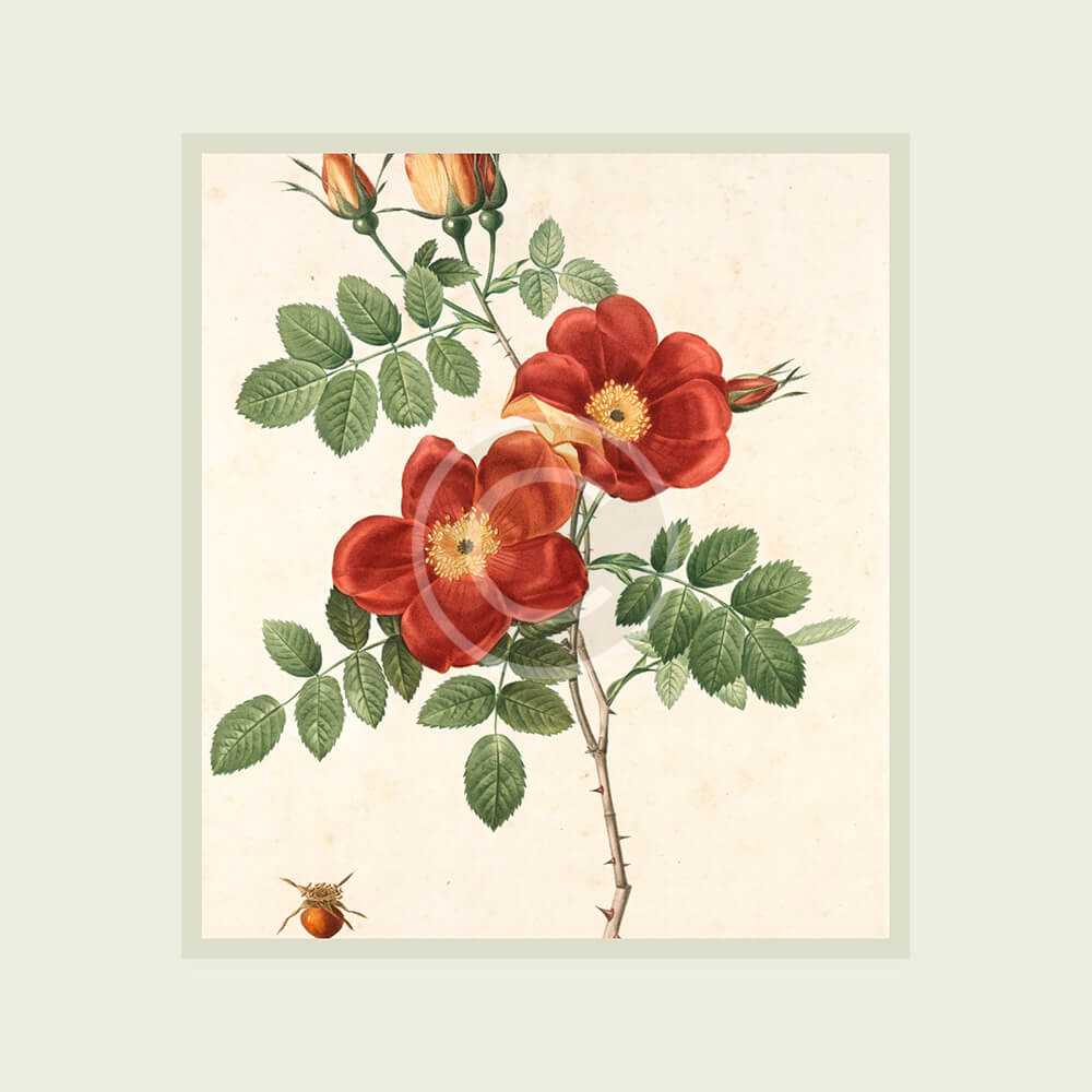 product-ozeum-copyright (5)